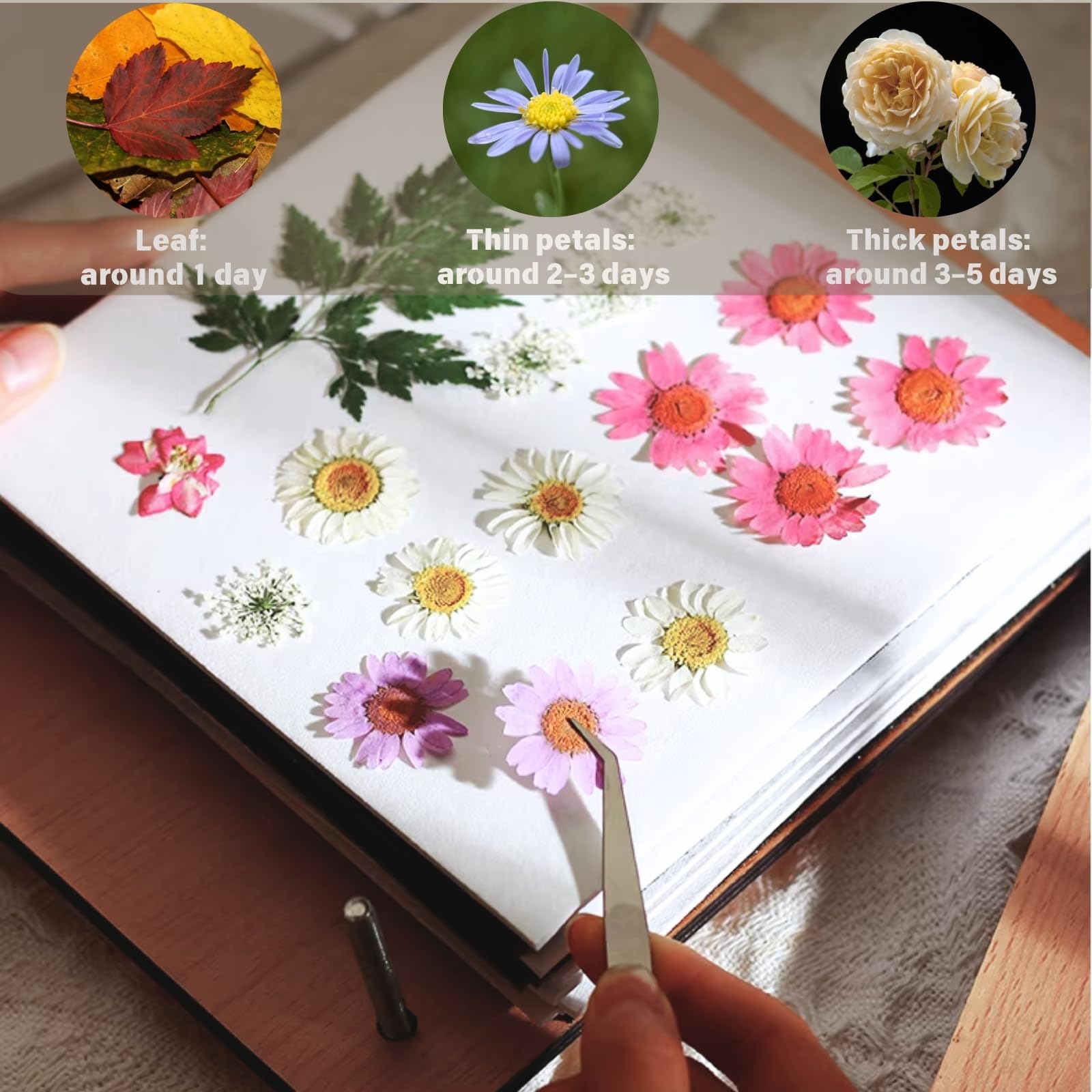 Noamus 54Pcs Flower Press Kit, 7